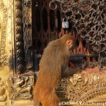 2014.12.10 Kathmandu 28 Swayambhunath monkey temple robber ResizeBy Donna Yates CC BY-NC-SA